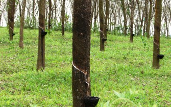 Rubber_trees_in_Kerala,_India
